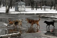 В Оренбурге отловом бродячих собак займется новая компания.