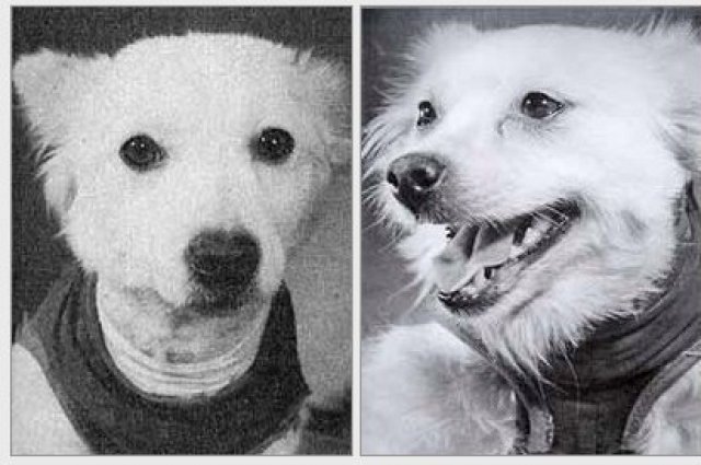 Собаки-космонавты Альфа и Жулька.