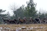 Такое большое стадо попало в объектив крымчанина впервые.