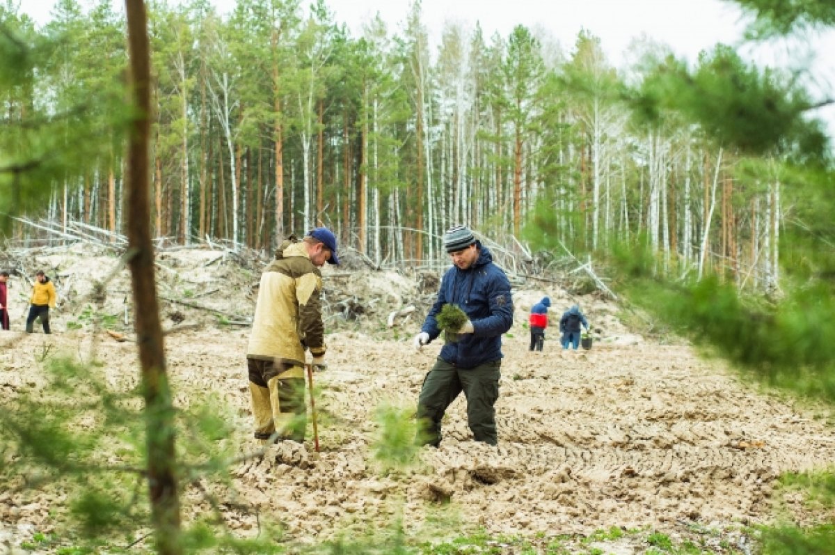 Лесное хозяйство окружающая среда