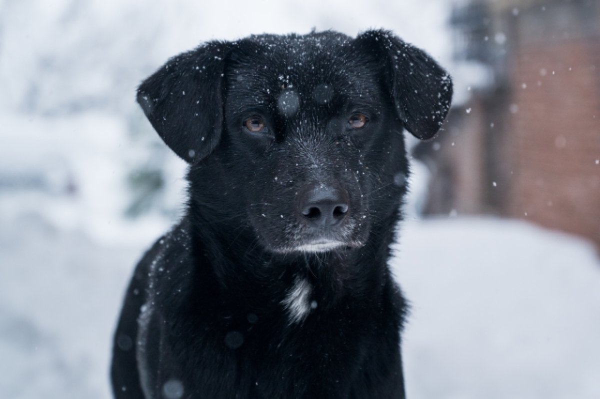 Жителям Астраханской области запретили самовыгул домашних собак
