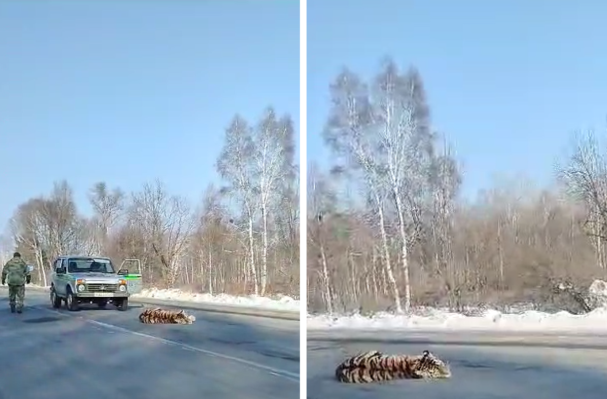 В Хабаровском крае заметили тигра посреди трассы | АиФ Хабаровск