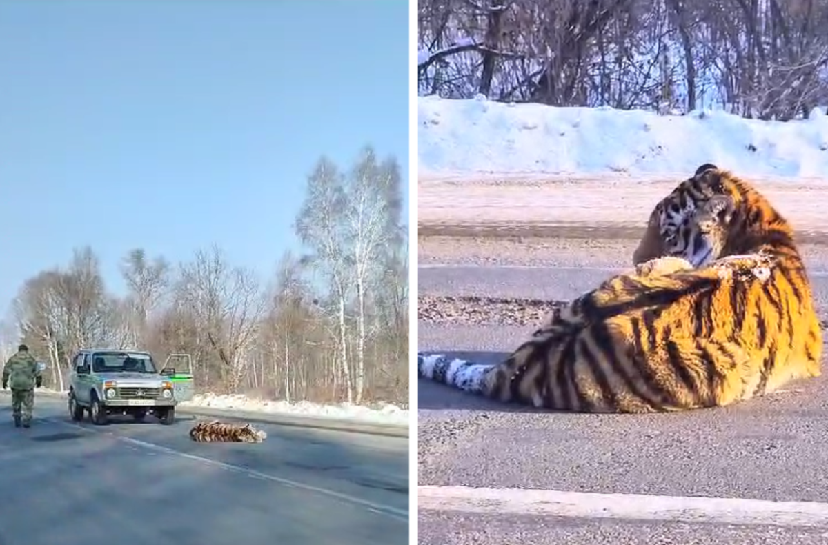 В Хабаровском крае машина сбила тигра на трассе | АиФ Хабаровск