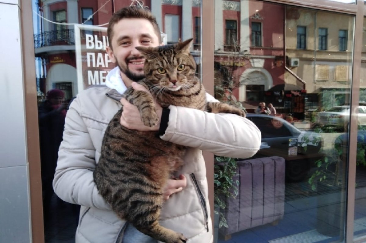 Во Владивостоке умер кот Виктор, которого не пустили на рейс из-за веса |  Общество | Аргументы и Факты