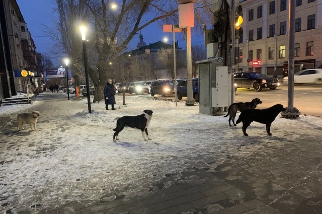 400 оренбуржцев подверглись нападению собак за год