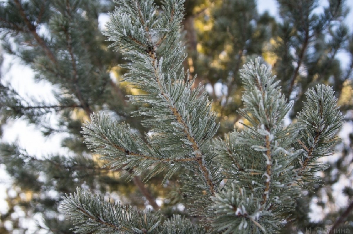 Пять пунктов сбора новогодних елок будут работать в Барнауле 20 января