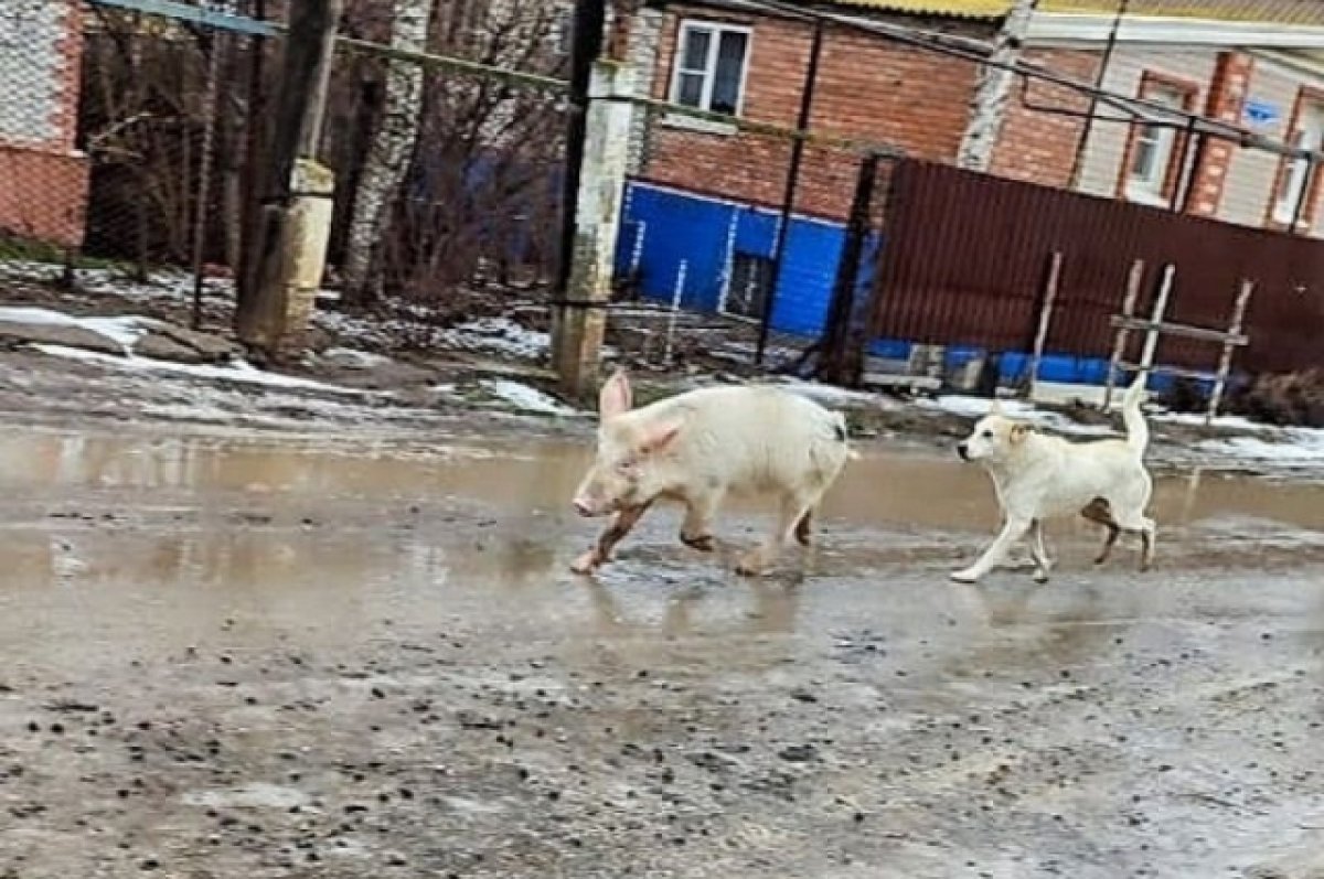 В Астрахани свинья устроила соревнование в скорости с собаками | АиФ  Астрахань