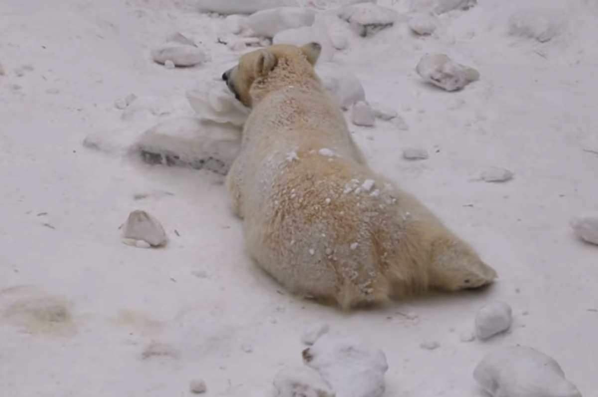 Опубликовано видео погони медвежонка за семьей лосей в Ярославской области