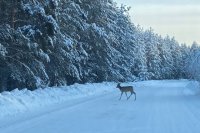 В Бузулукском бору косуля прошлась «модельной» походкой перед камерами.