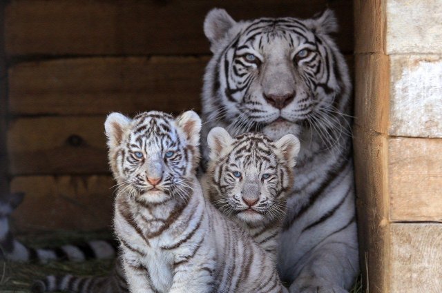 В зоопарке подрастают бенгальские тигрята.