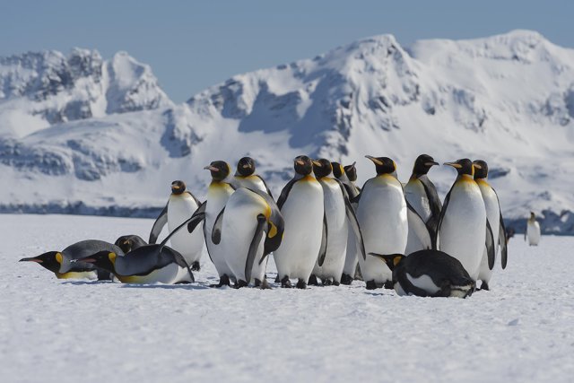 20 января - День осведомленности о пингвинах