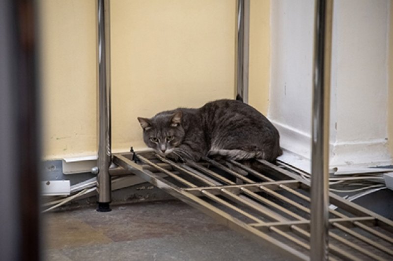 Эрмитажный кот Паша. Охранял достояние от грызунов и жил в подвале, но однажды нашёл выход к людям и по ночам бродил по музею, днём забираясь в воздуховод.