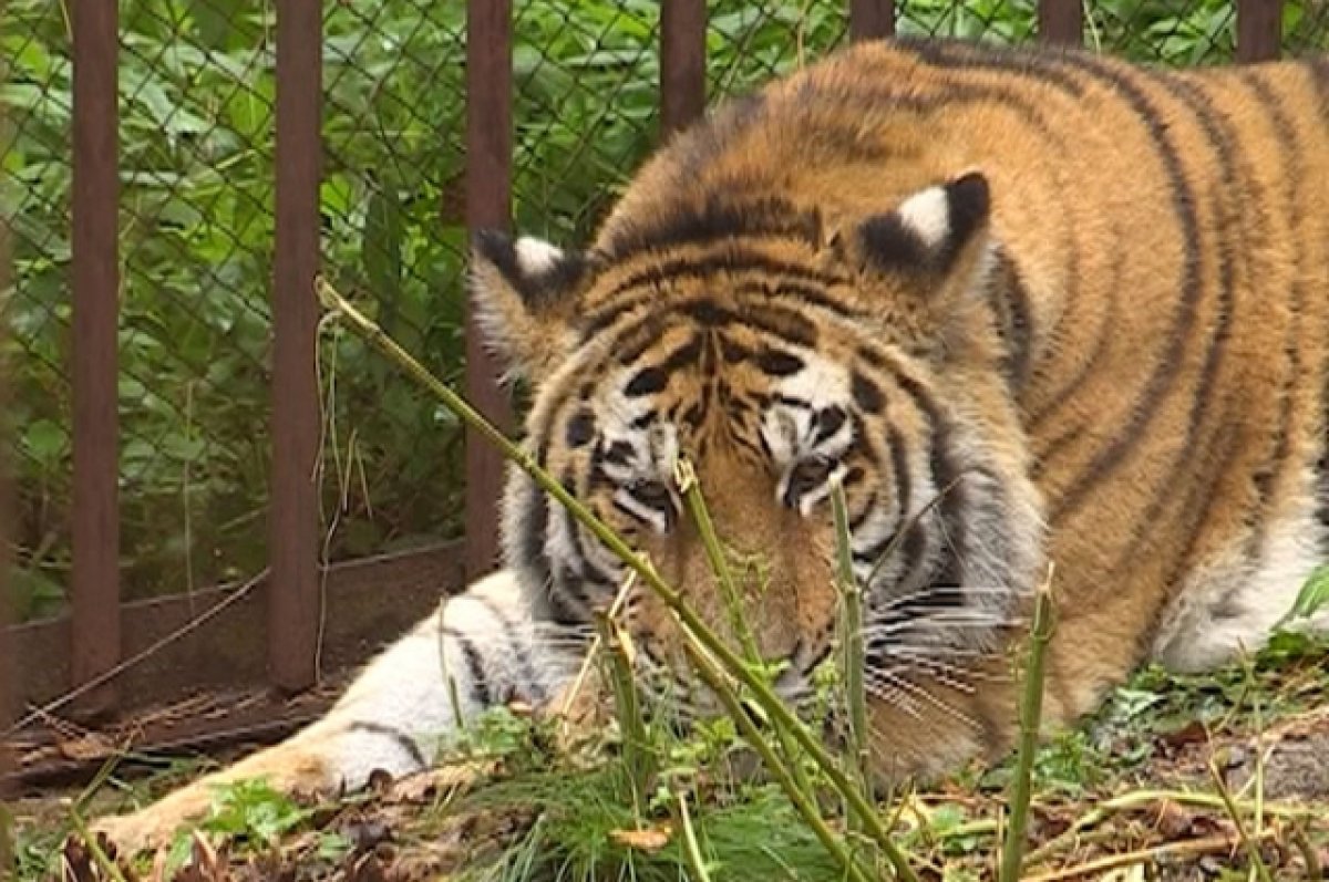 Иностранцы восхитились россиянкой, которая кормила с рук тигра