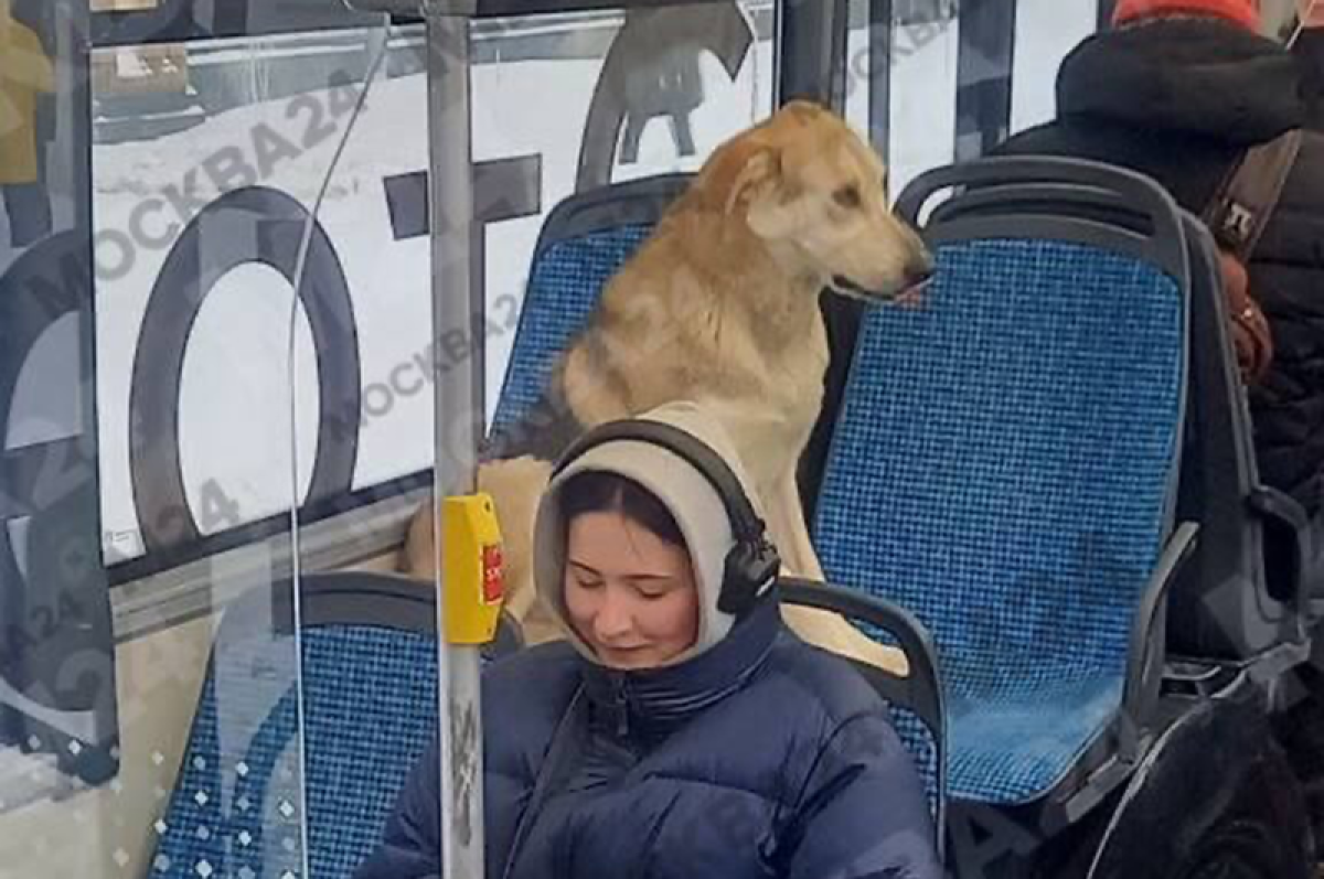 Хатико не стал ждать. Брошенный пёс добрался в Москву на метро и автобусах