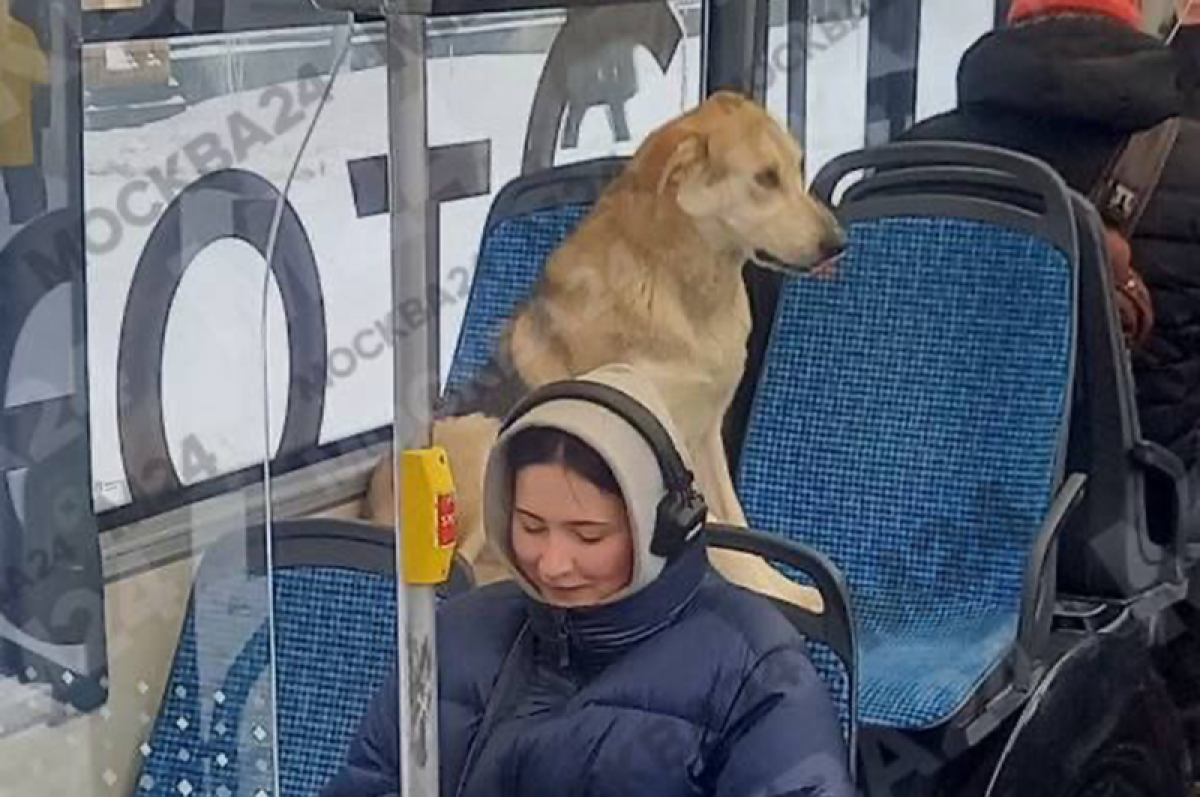 Хатико не стал ждать. Брошенный пёс добрался в Москву на метро и автобусах  | Аргументы и Факты