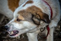 В Оренбурге в ЖК «Времена года» бездомные собаки порвали кошку