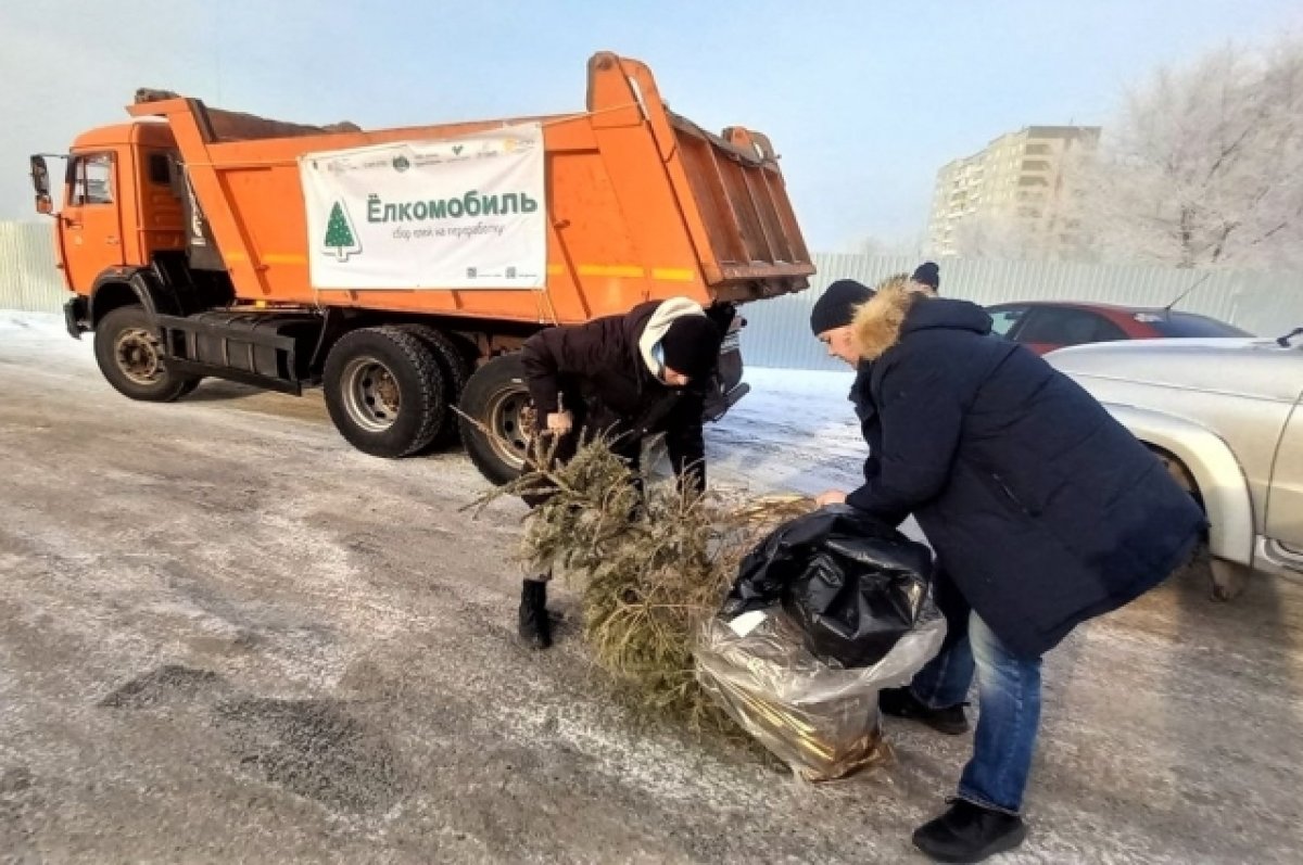 Жители Красноярска сдали два КамАЗа ёлок на переработку | АиФ Красноярск