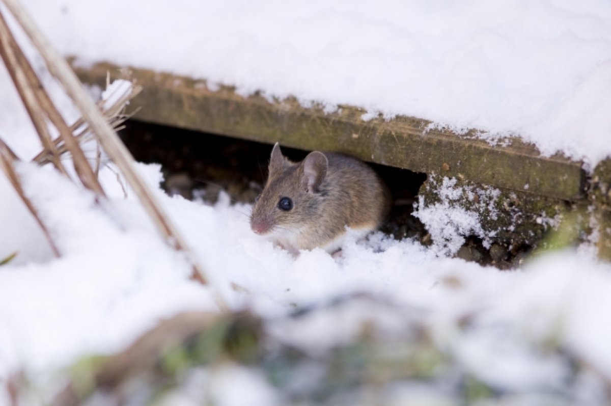 Сад мыши. Мышь зимой. Мышь зимой в лесу. Мышь в снегу. Мышь в зимнем лесу.