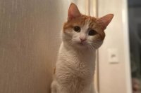 Хозяин кота пояснил, что не смог сам выехать на поиски кота, так как связан условиями контракта на работе. 