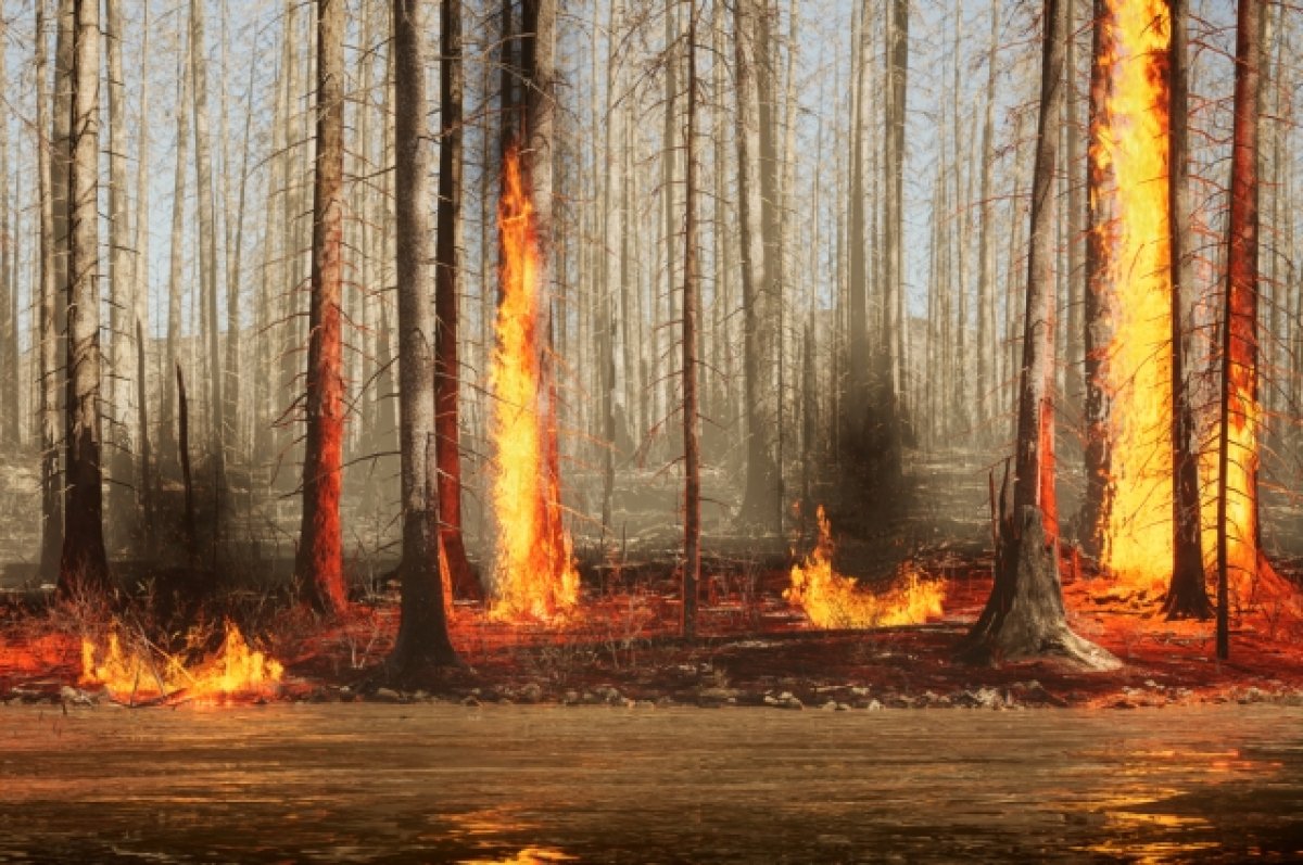 Гореть будем. Площадь лесных пожаров к концу века вырастит в полтора раза