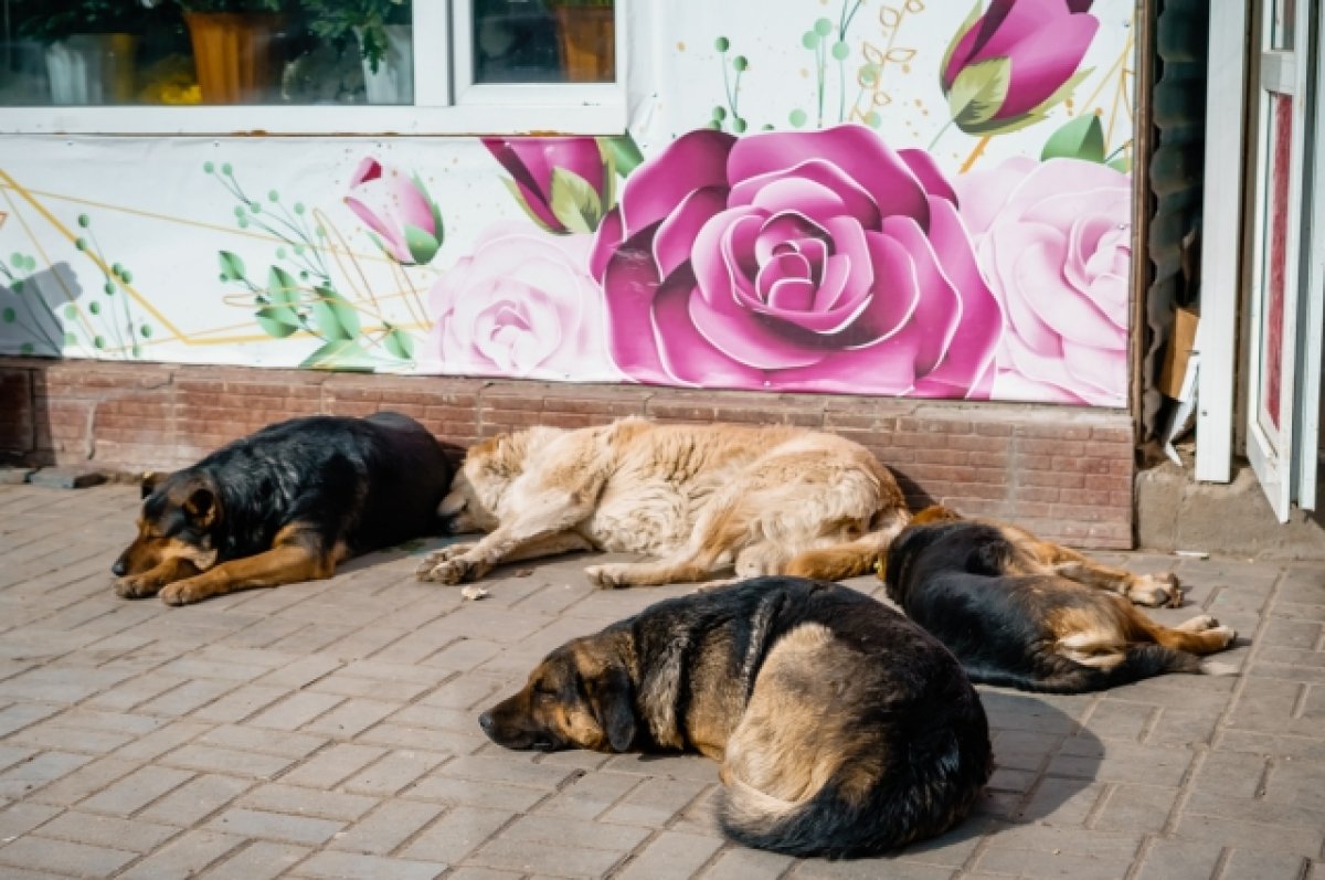 Можно усыплять. В Астрахани запретили подкармливать бродячих собак | АиФ  Астрахань