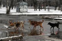 В Оренбурге на ул.Мира собаки не дают прохода людям.