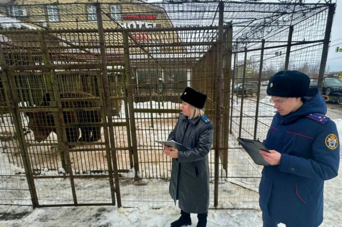 Медведь загрыз мужчину в Смоленской области | АиФ Смоленск