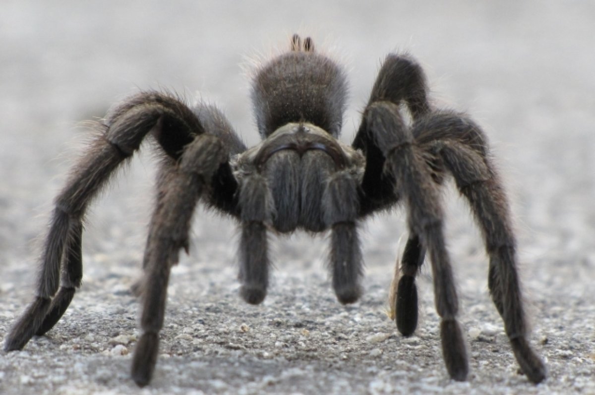 Уфимец решил подкинуть «кожу» тарантула в подъезд, чтобы напугать соседей
