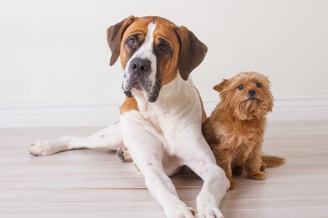 Правда ли, что маленькие собаки живут дольше больших? | Наука | Общество |  Аргументы и Факты