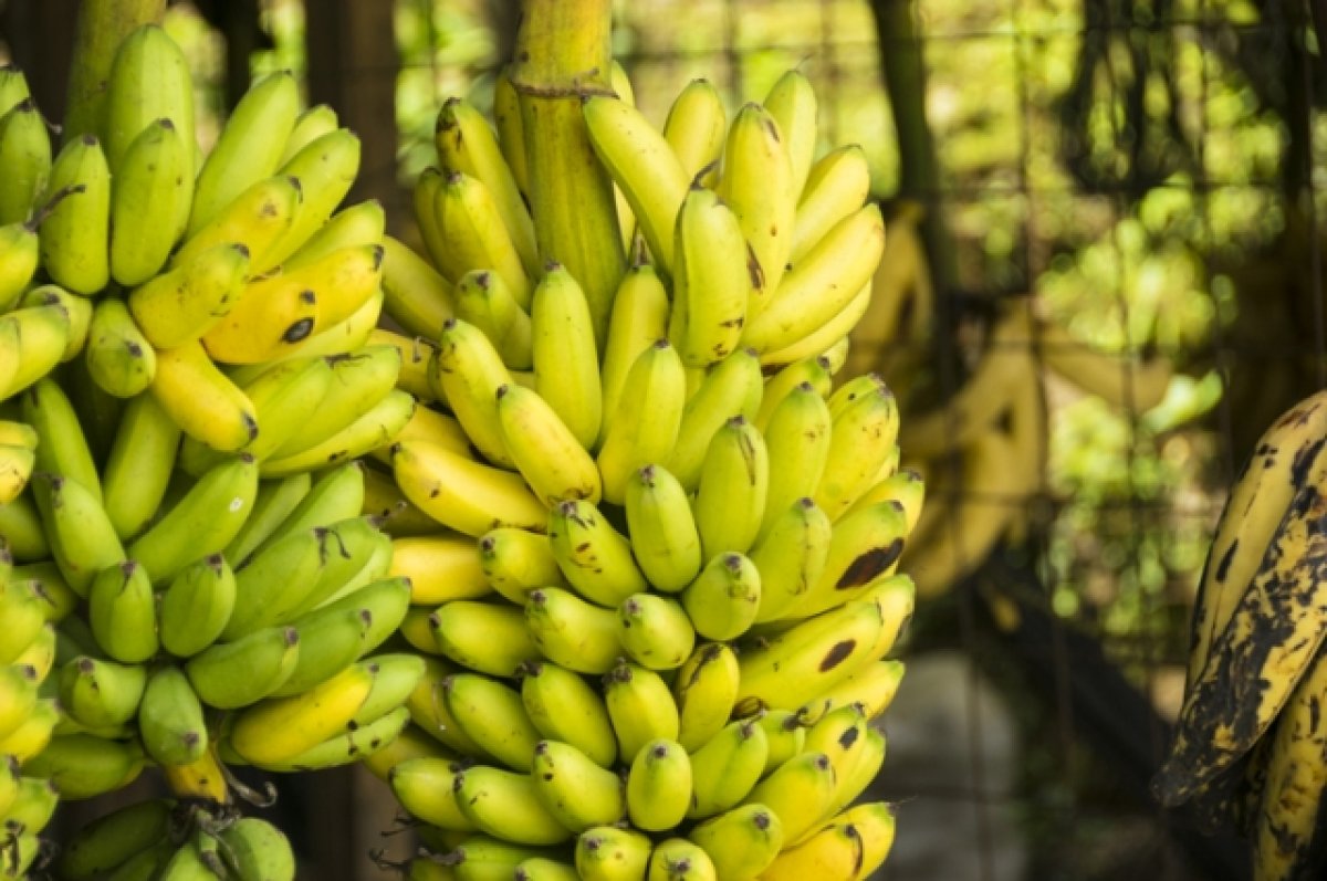 Муха подгадила. Запрет на ввоз бананов из Эквадора повысит цены в России