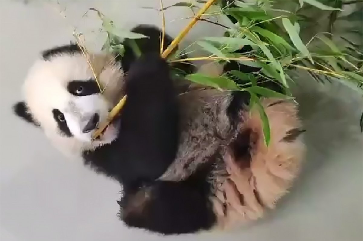 Научилась жевать бамбук. Панда Катюша готовится к китайскому Новому году