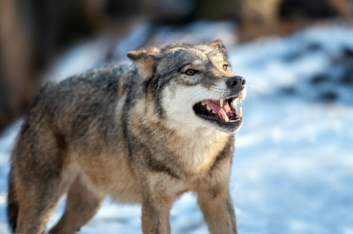 В Коми попали на видео последние минуты жизни собаки, которую загрыз волк |  ПРОИСШЕСТВИЯ | АиФ Коми