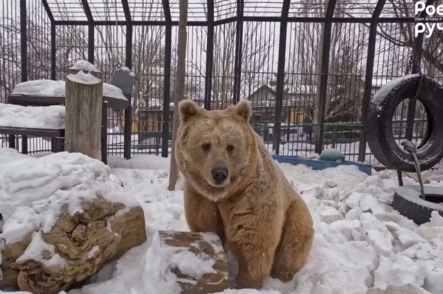 Белокоготный медведь Памир проснулся из-за потепления раньше положенного.