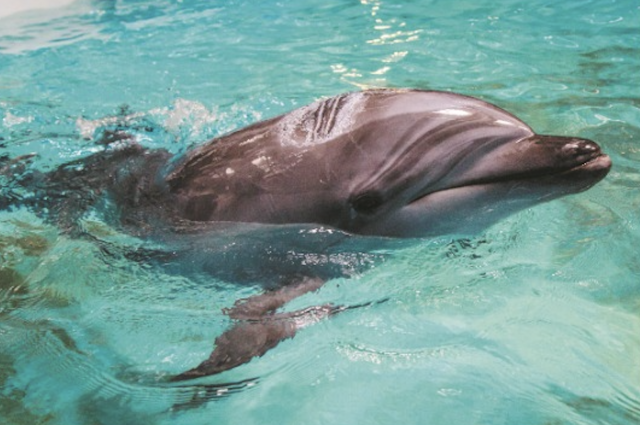 Дельфины в Крыму сейчас голодают и болеют.