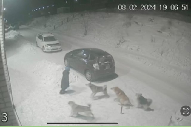 Мальчику, на которого набросились собаки, восемь лет.