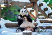 Китайский Новый год в Московском зоопарке7
