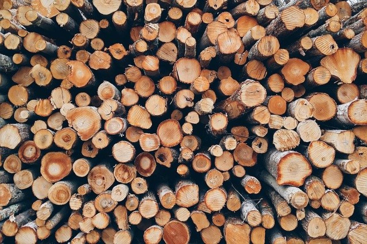Свои в доску. Китай стал главным импортером древесины из России