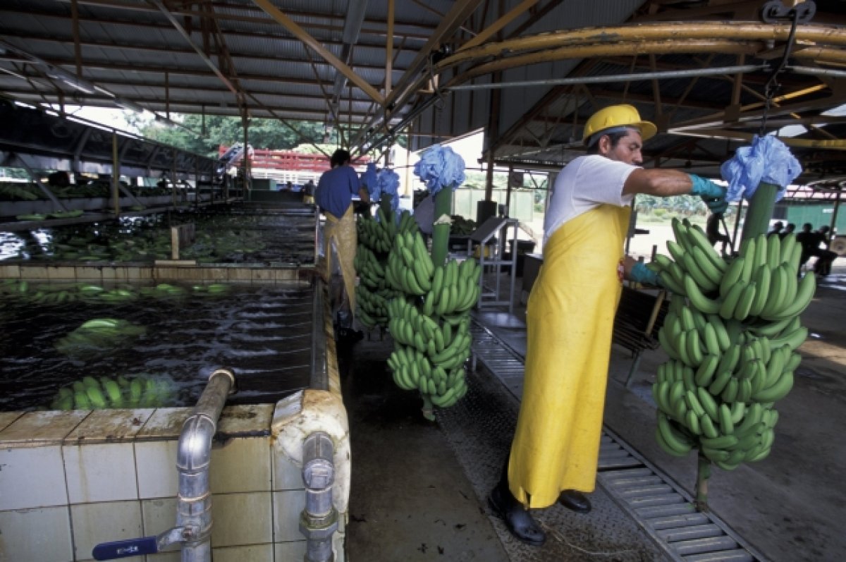 Чьи бананы желтее? Эксперты раскрыли, как изменится мировой рынок бананов