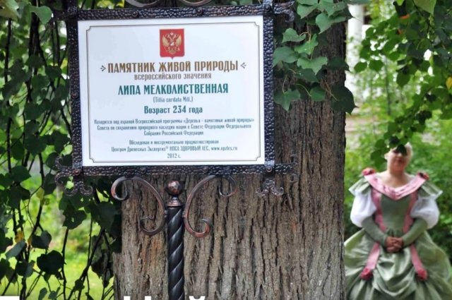 Липа Чайковского, которая находится в мемориальном парке семьи Чайковских. У этого дерева очень пышная крона.