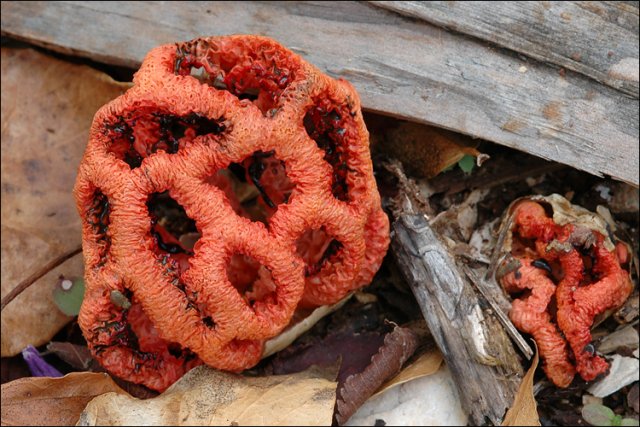 Гриб рода решёточник (лат. Clathrus) Решёточник красный.