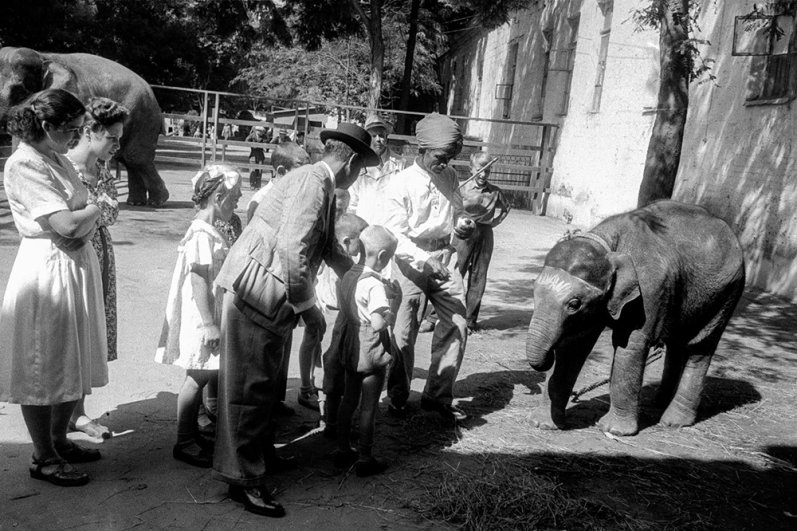 Слоненок Рави, подаренный советским детям премьер-министром Индии Джавахарлалом Неру. 21 августа 1955 года.