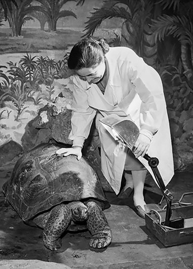 Заведующая секции герпетологии З.Н.Ковалева устанавливает кварцевую лампу для облучения слоновой черепахи в террариуме Московского зоопарка. 27 марта 1961 года.