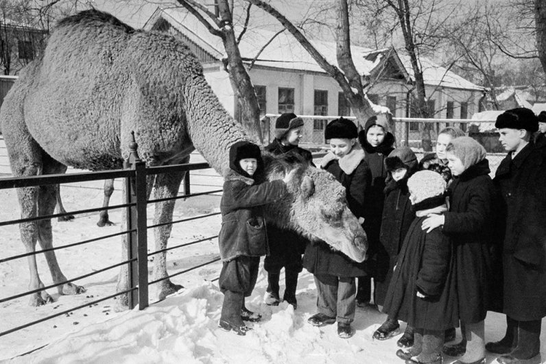 Дети у вольера с верблюдом в Московском зоопарке. 24 марта 1952 года.