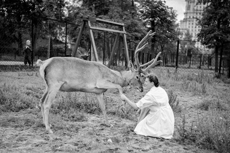 Сотрудница Московского зоопарка с оленем. 1975 год.
