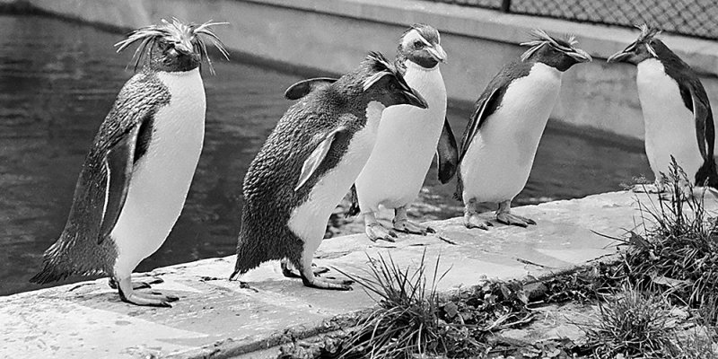 Золотоволосые пингвины, подаренные Московскому зоопарку экипажем одной из первых советских послевоенных антарктических экспедиций. 26 мая 1950 года.