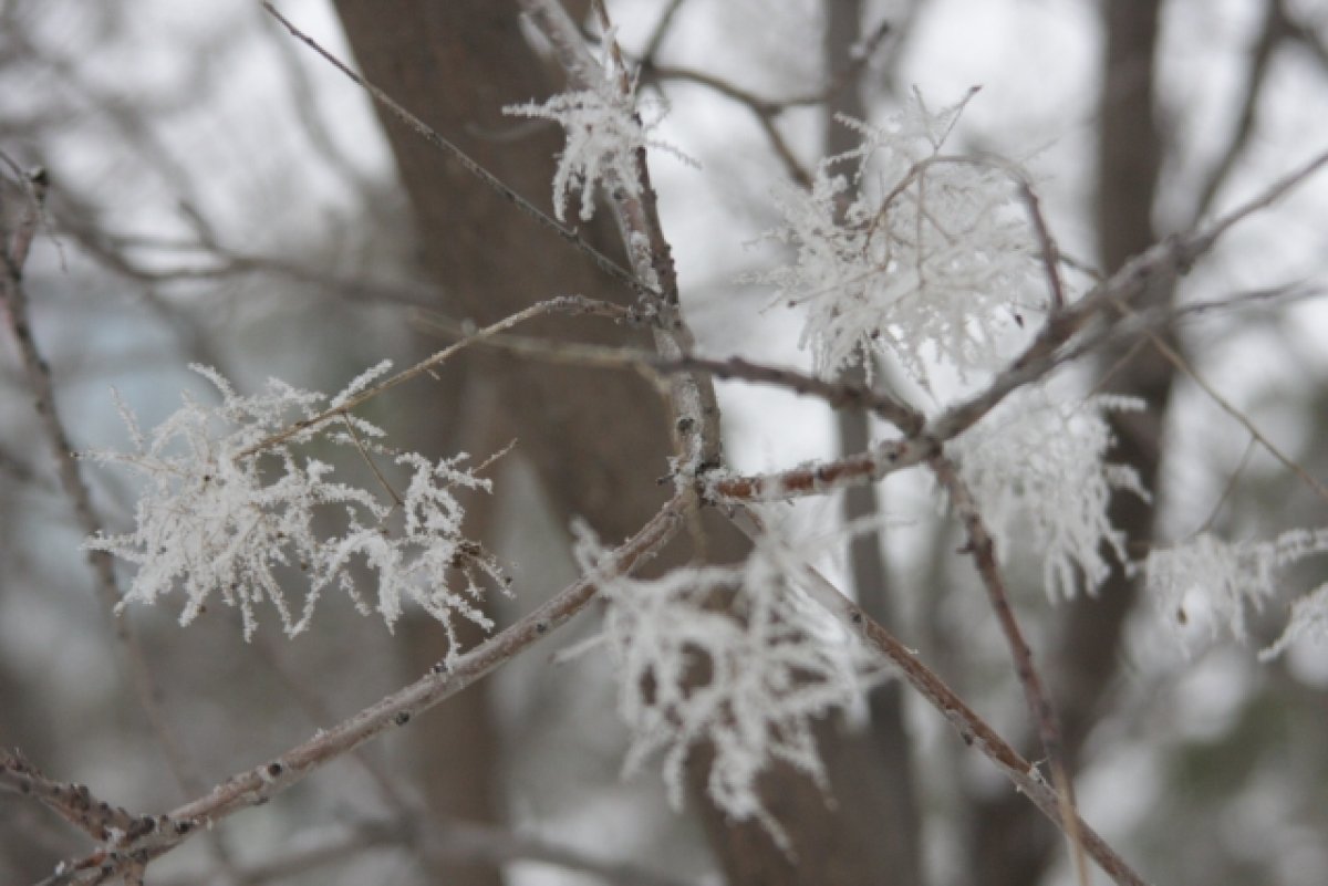 Морозная погода сохранится в ближайшие дни в Алтайском крае