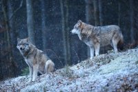 Видео: Двух больших волков заметили под Оренбургом.