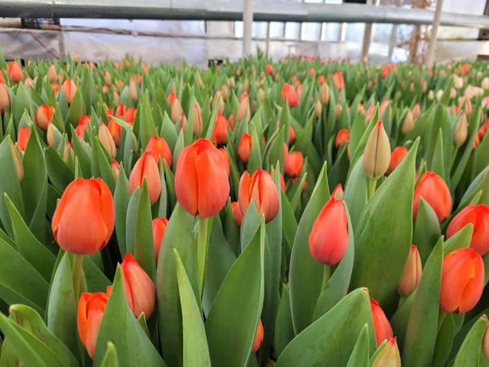 Тюльпаны красивые, свежие и в теплице даже стоит цветочный запах, хотя сами по себе тюльпаны практически не имеют запаха.