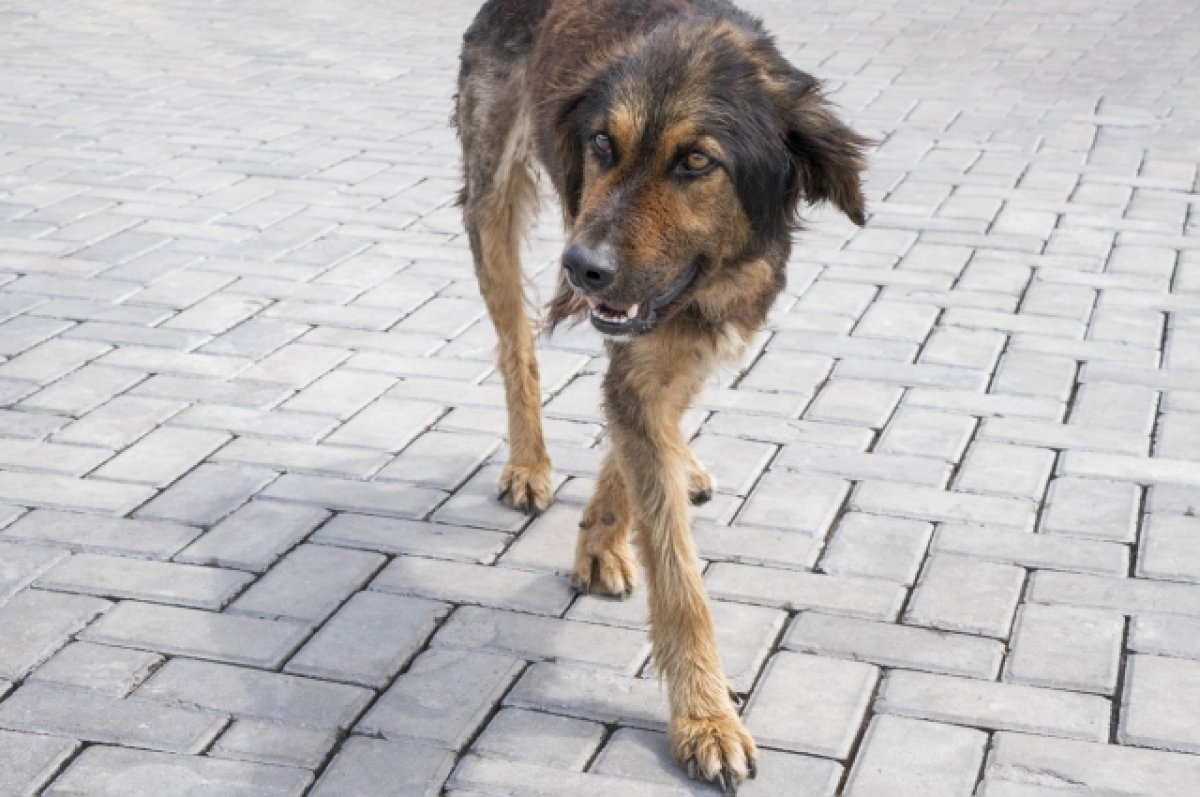 После нападения стаи собак на пенсионерку в Бийске СК возбудил дело