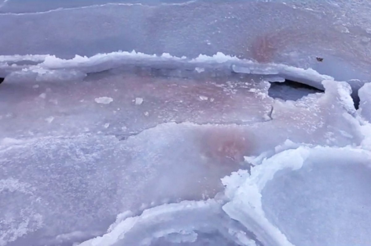 В РАН связали окрашивание приморского льда в красный цвет с моллюсками